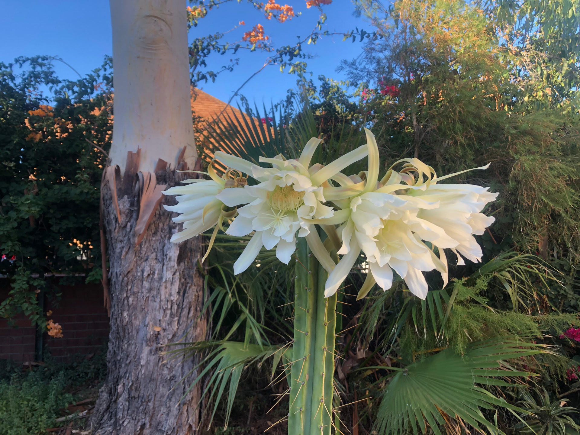 White cactus flowers opening in a garden at dusk